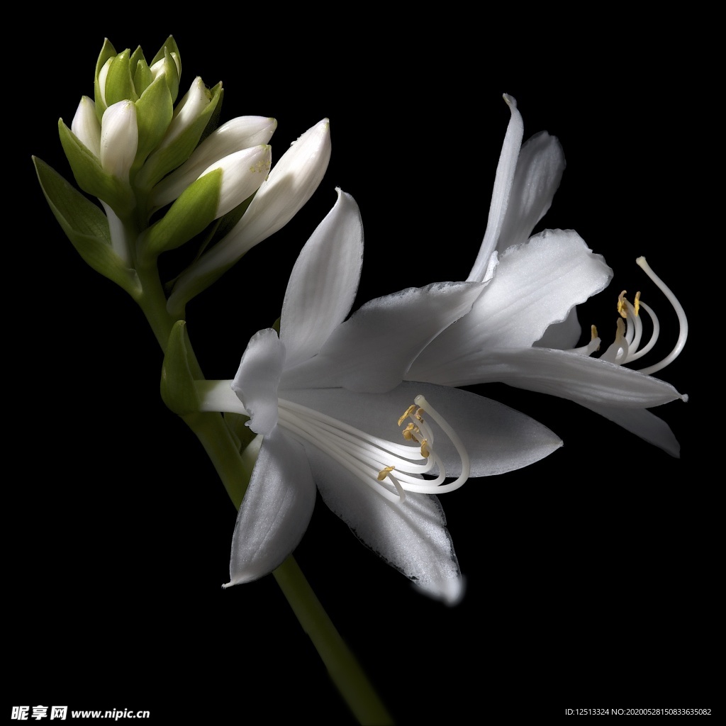 花
