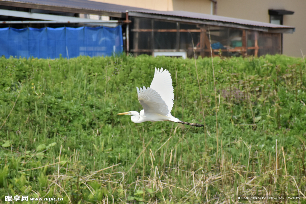 白鹭空山鸟语图片