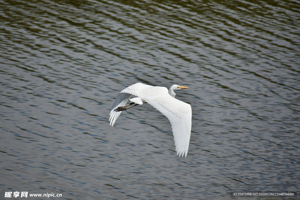 白鹭空山鸟语图片