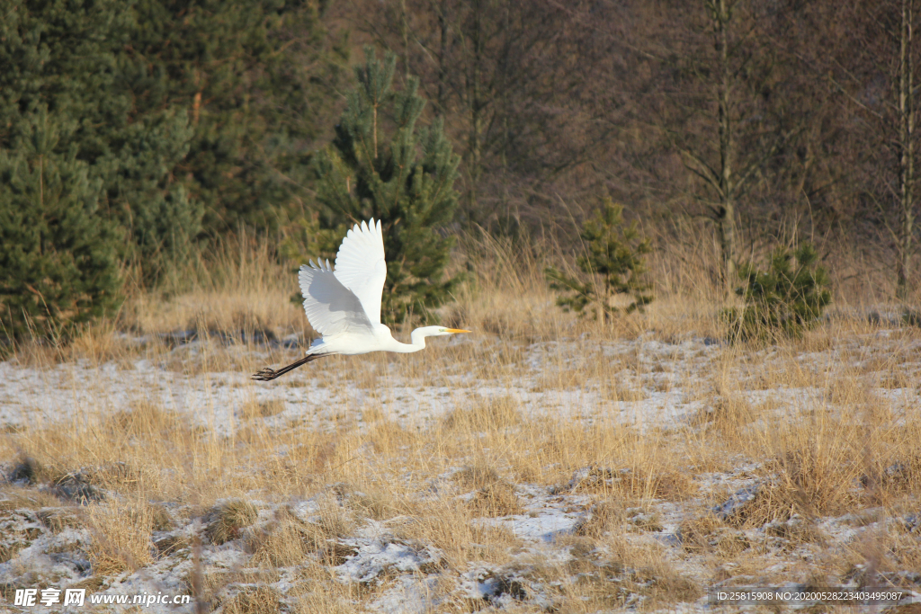 白鹭空山鸟语图片