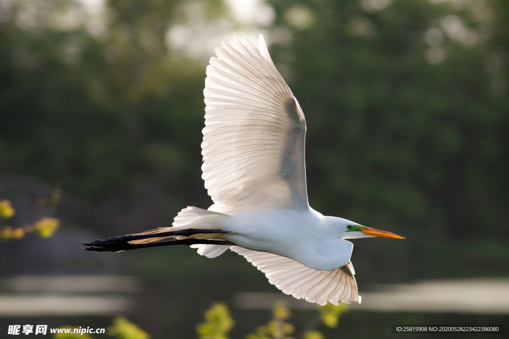 白鹭空山鸟语图片