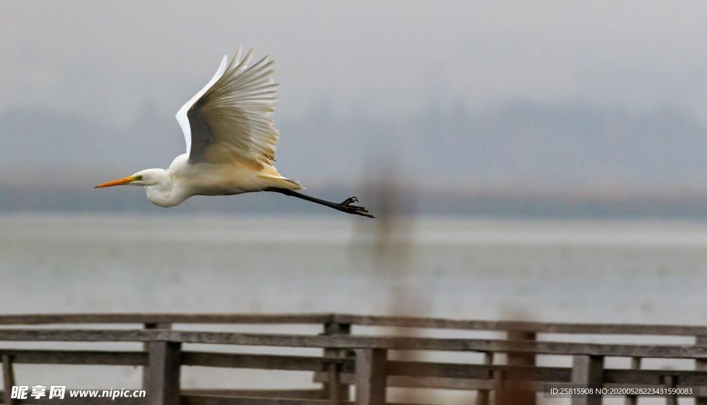 白鹭空山鸟语图片