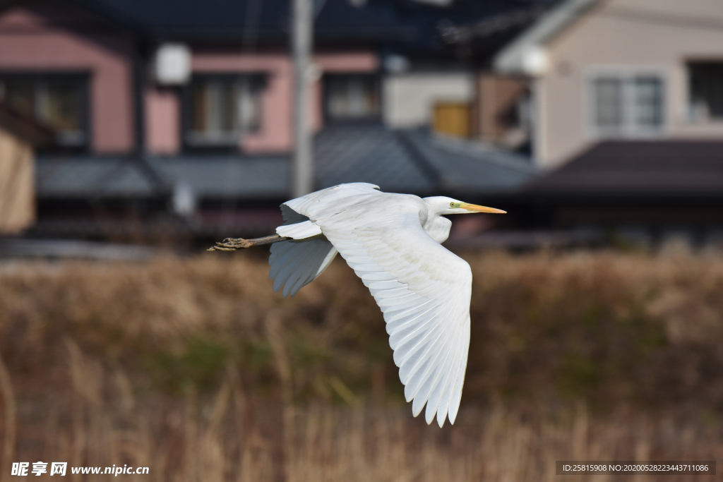 白鹭空山鸟语图片