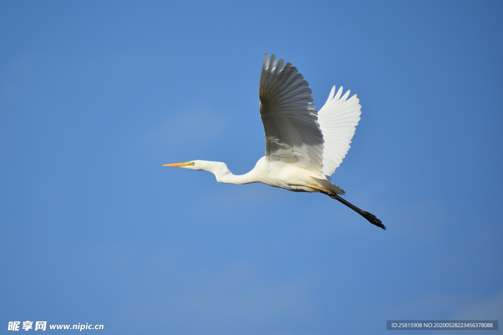 白鹭空山鸟语图片