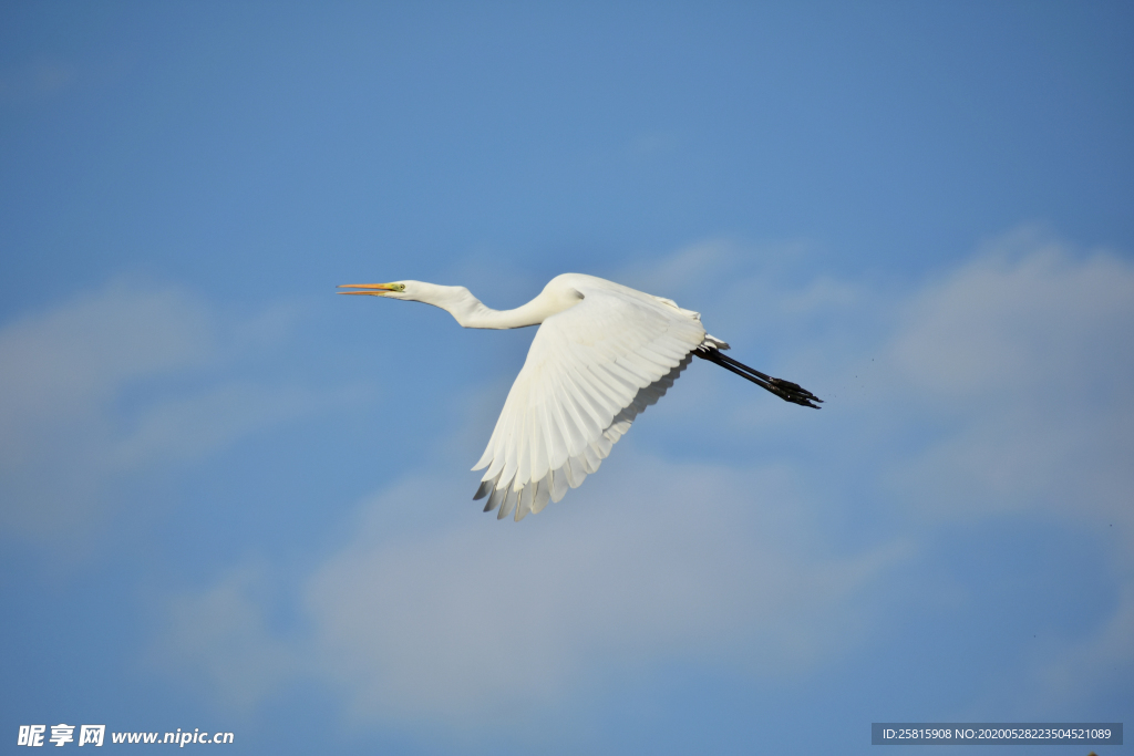 白鹭空山鸟语图片