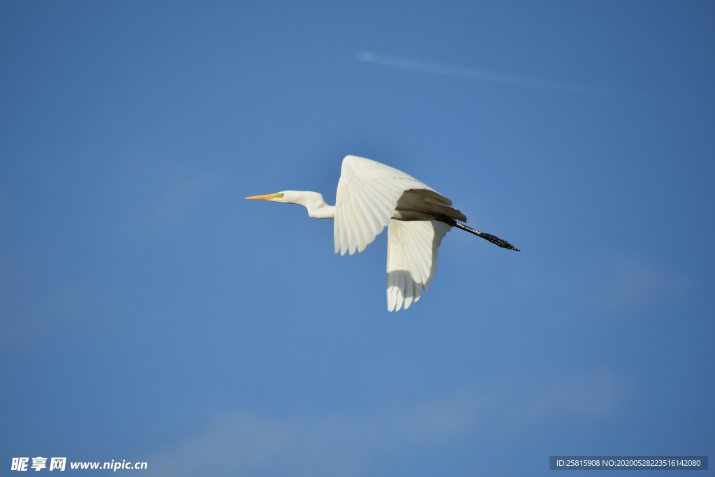 白鹭空山鸟语图片