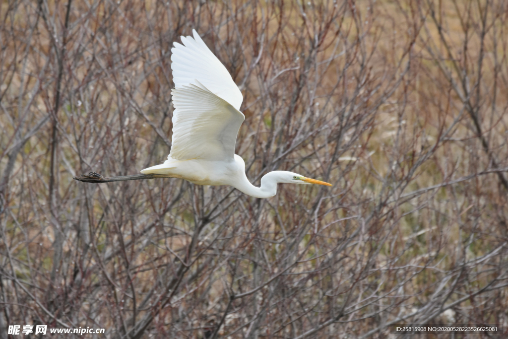 白鹭空山鸟语图片