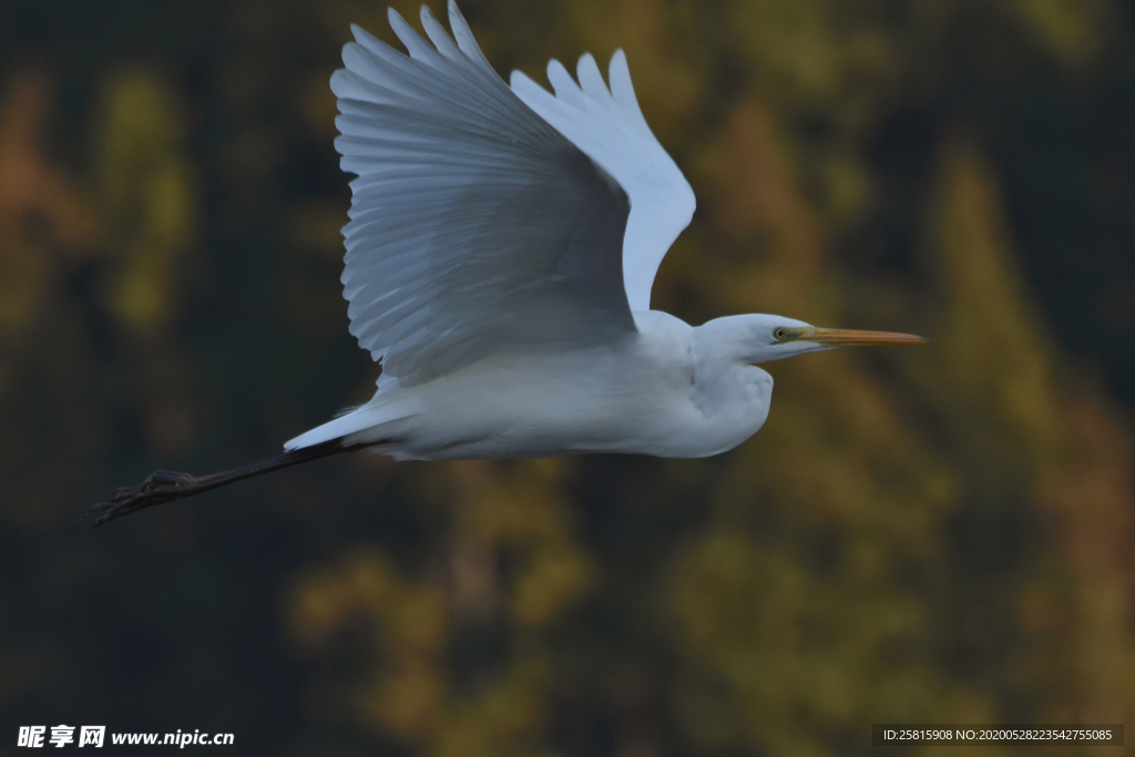 白鹭空山鸟语图片