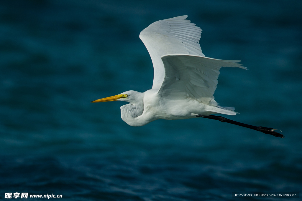 白鹭空山鸟语图片