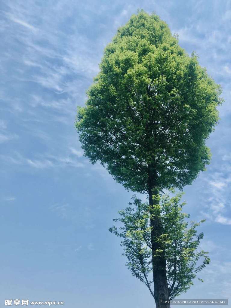 蓝蓝的天空和绿树