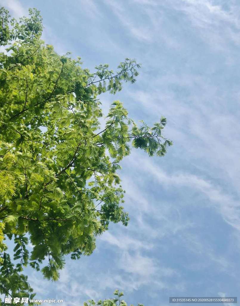 有树的清新风格摄影