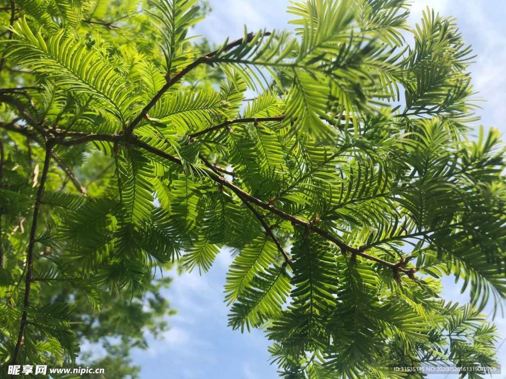 向阳开放的树枝