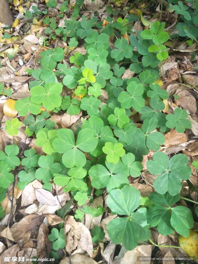 杂乱枯枝中的三叶草