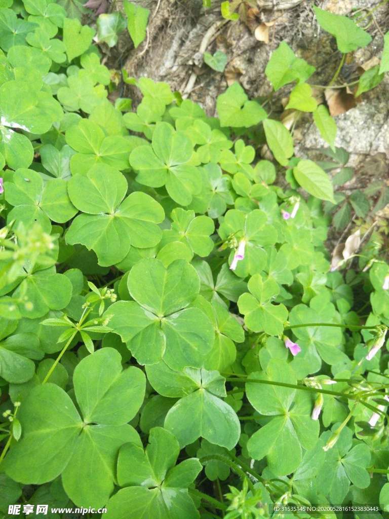 大树下生存的草