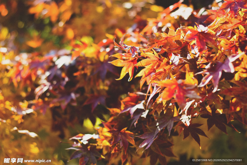 枫叶红叶枫林深秋图片