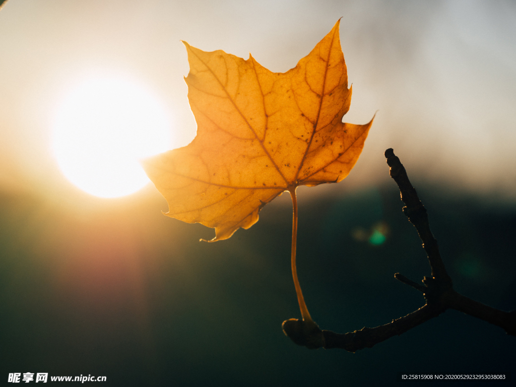 枫叶红叶枫林深秋图片