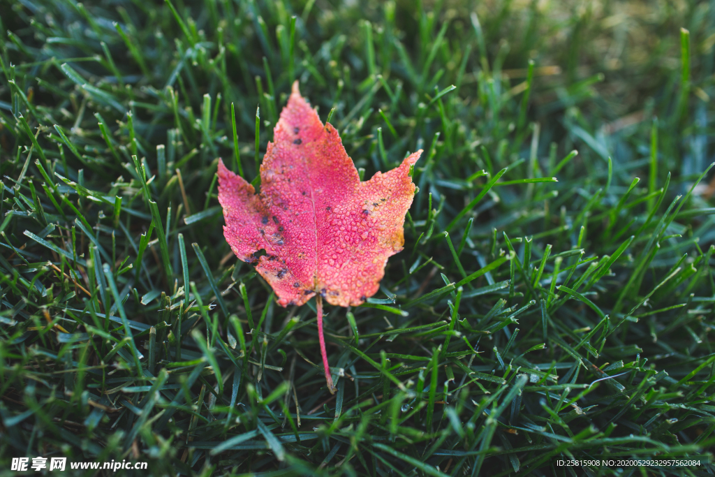 枫叶红叶枫林深秋图片