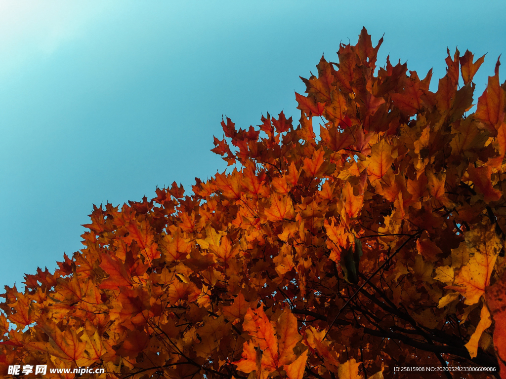 枫叶红叶枫林深秋图片