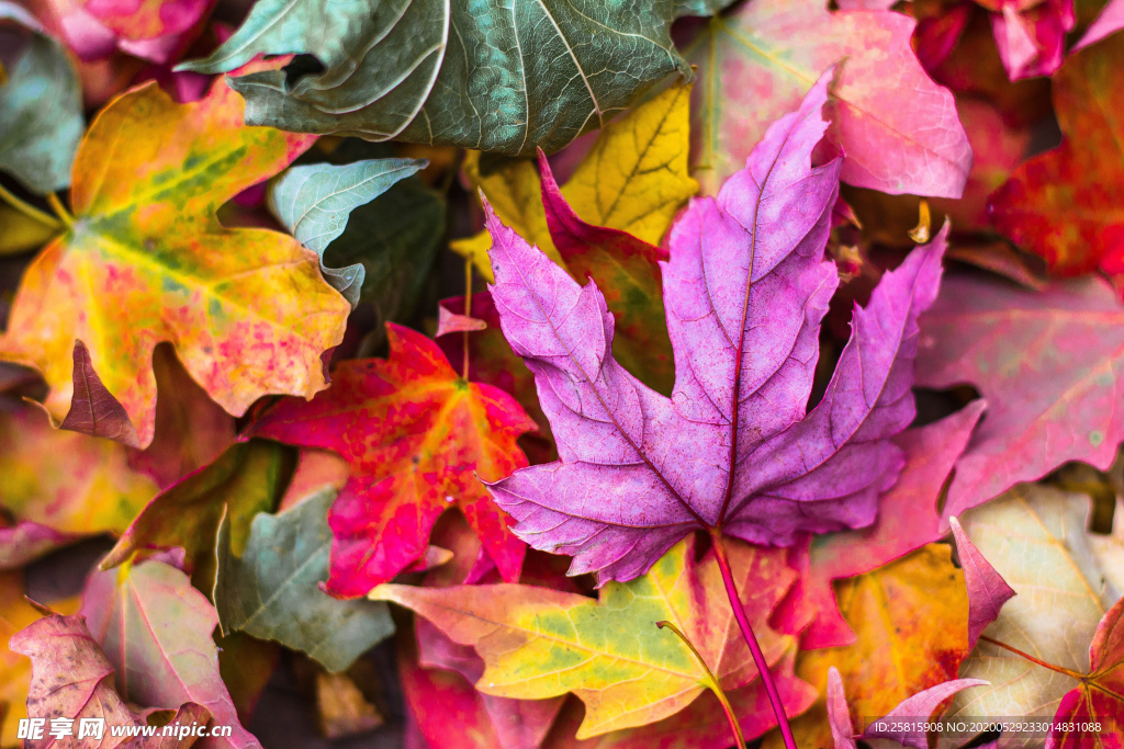 枫叶红叶枫林深秋图片