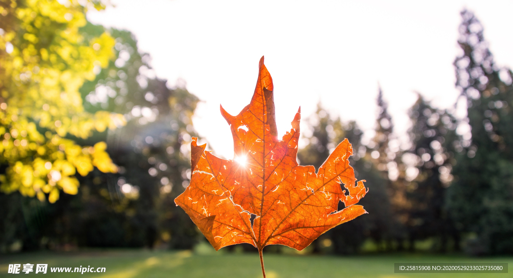 枫叶红叶枫林深秋图片