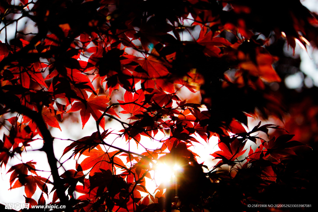 枫叶红叶枫林深秋图片