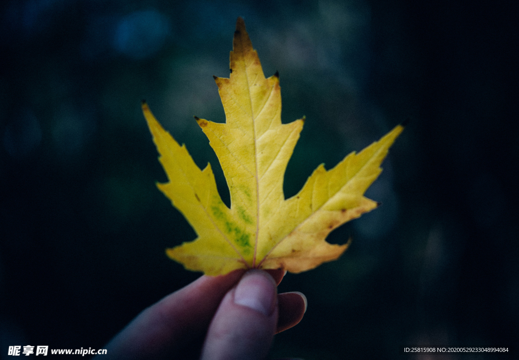 枫叶红叶枫林深秋图片