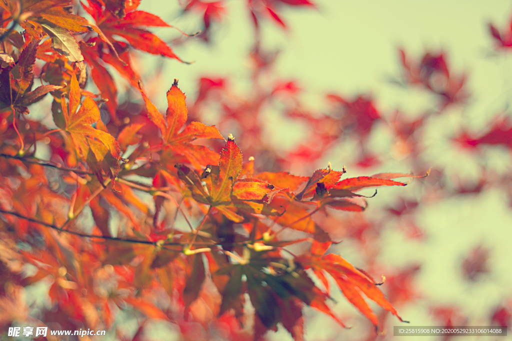 枫叶红叶枫林深秋图片