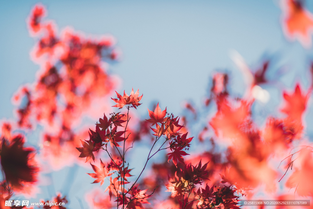 枫叶红叶枫林深秋图片