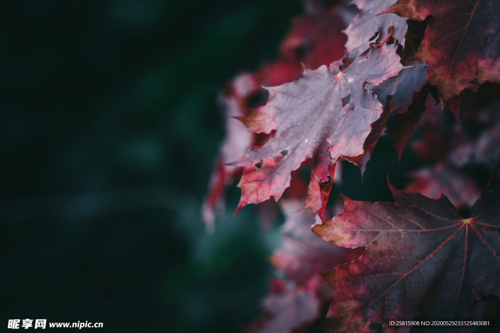 枫叶红叶枫林深秋图片