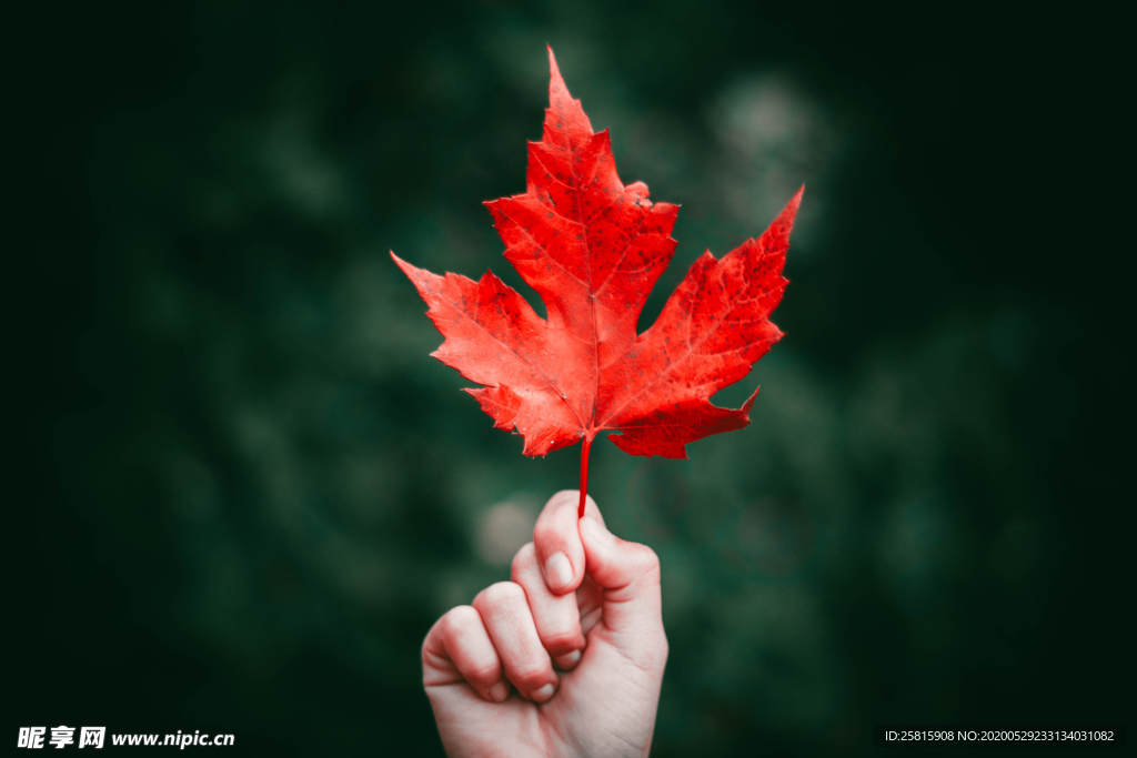 枫叶红叶枫林深秋图片