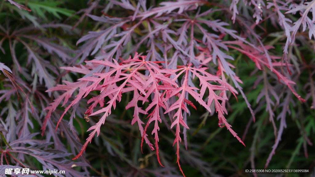 枫叶红叶枫林深秋图片