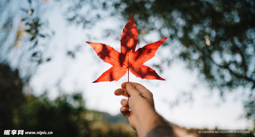 枫叶红叶枫林深秋图片