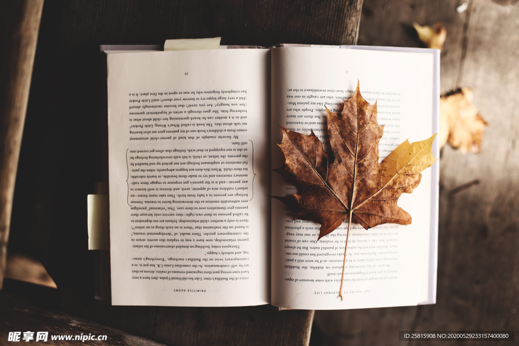 枫叶红叶枫林深秋图片