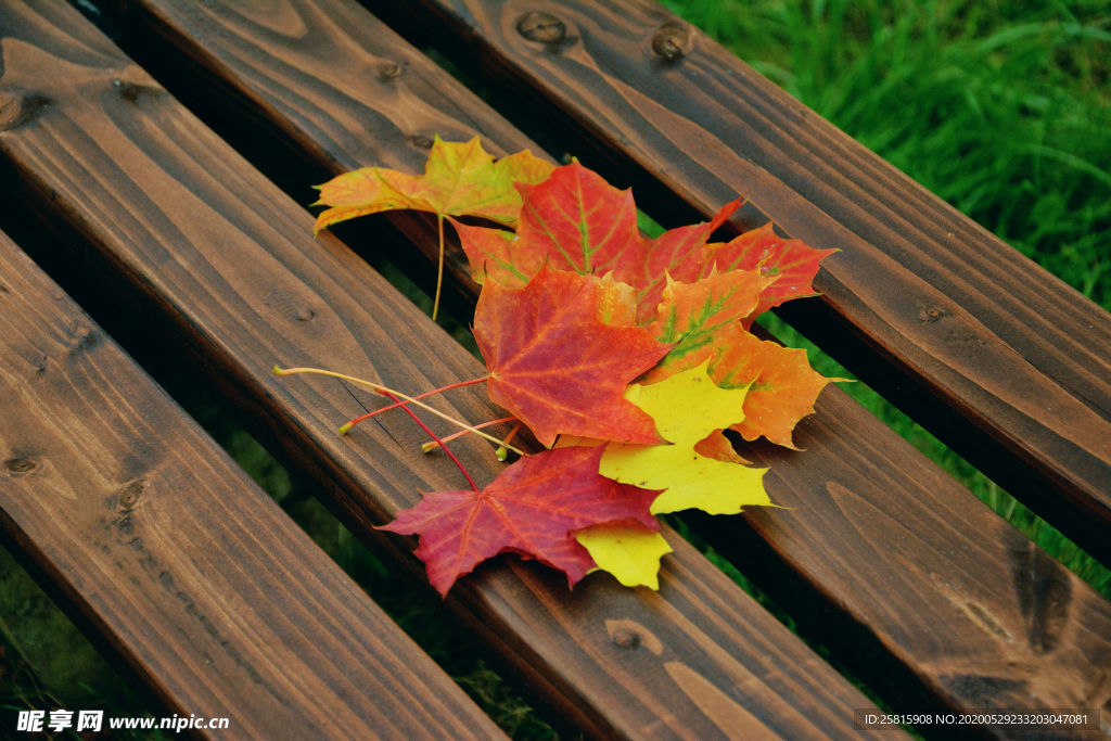 枫叶红叶枫林深秋图片