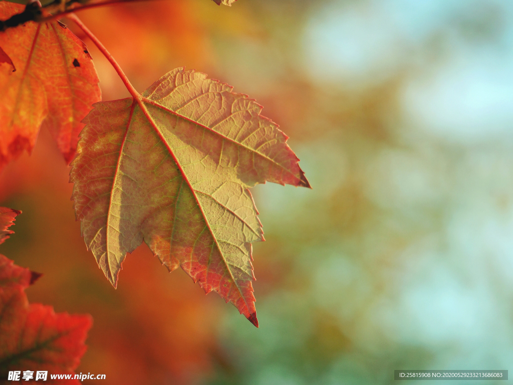 枫叶红叶枫林深秋图片