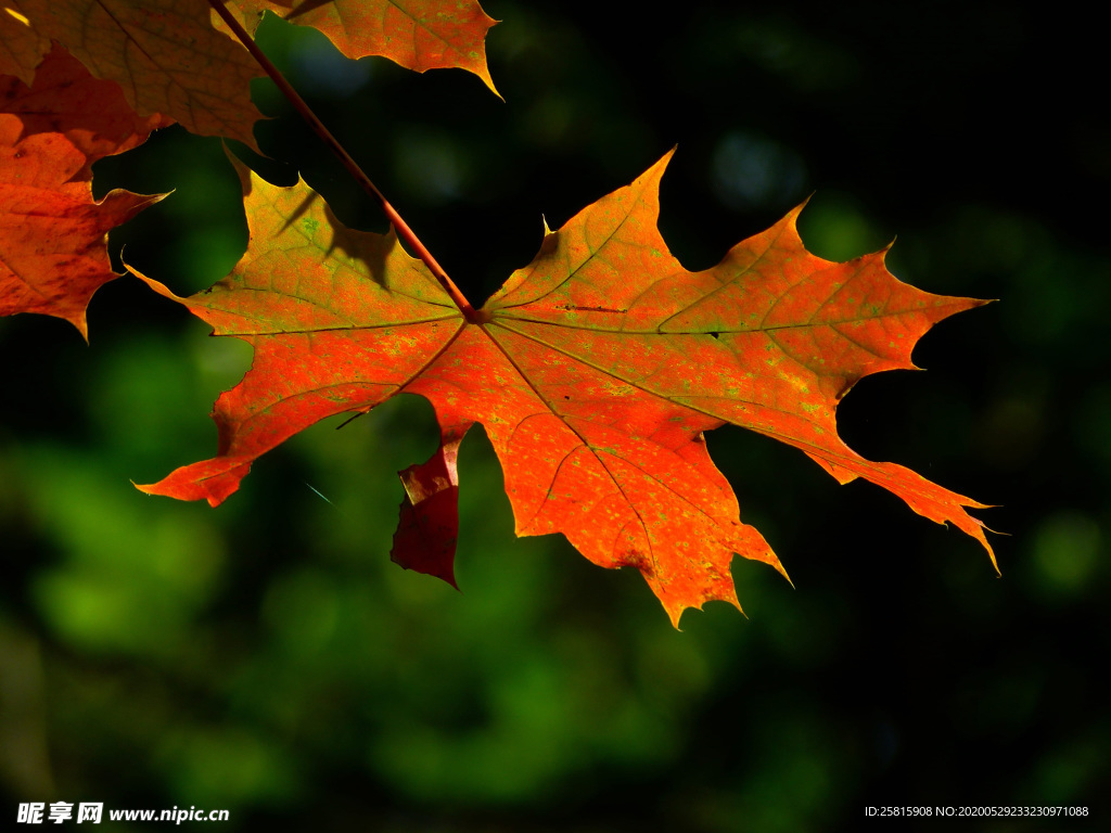枫叶红叶枫林深秋图片