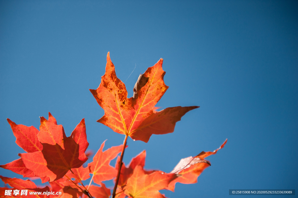 枫叶红叶枫林深秋图片