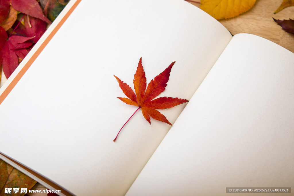 枫叶红叶枫林深秋图片