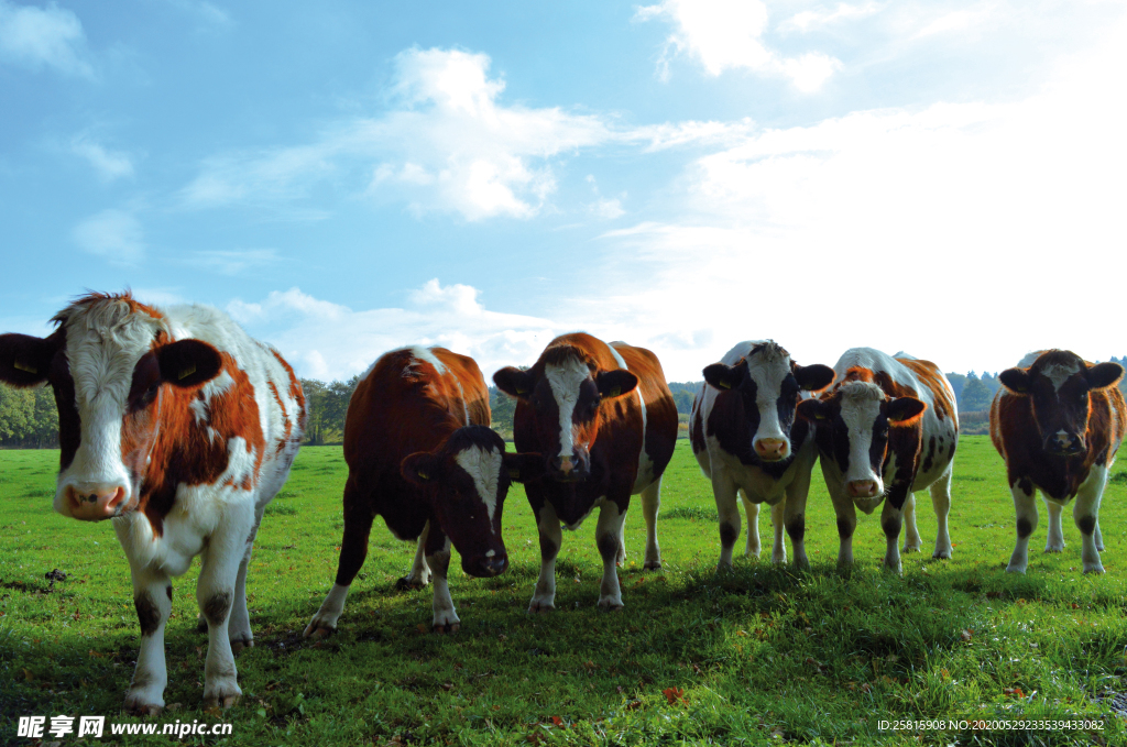 奶牛肉牛牲畜养殖图片