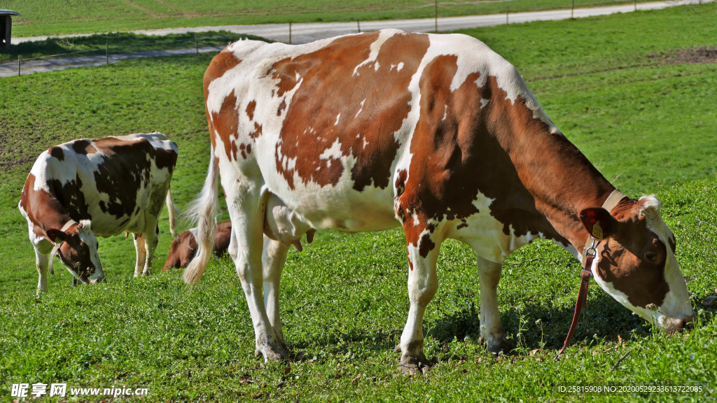奶牛肉牛牲畜养殖图片
