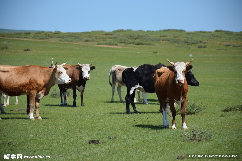 奶牛肉牛牲畜养殖图片