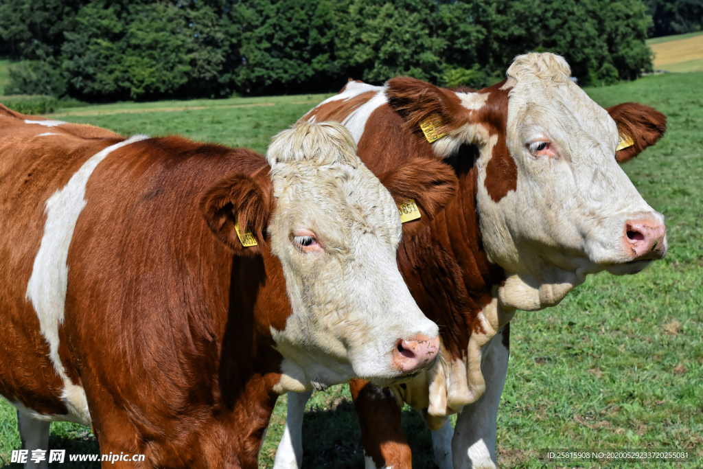 奶牛肉牛牲畜养殖图片