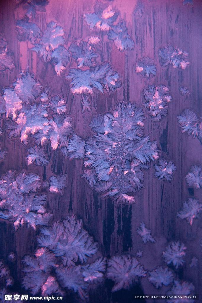 手绘插画梦幻紫花