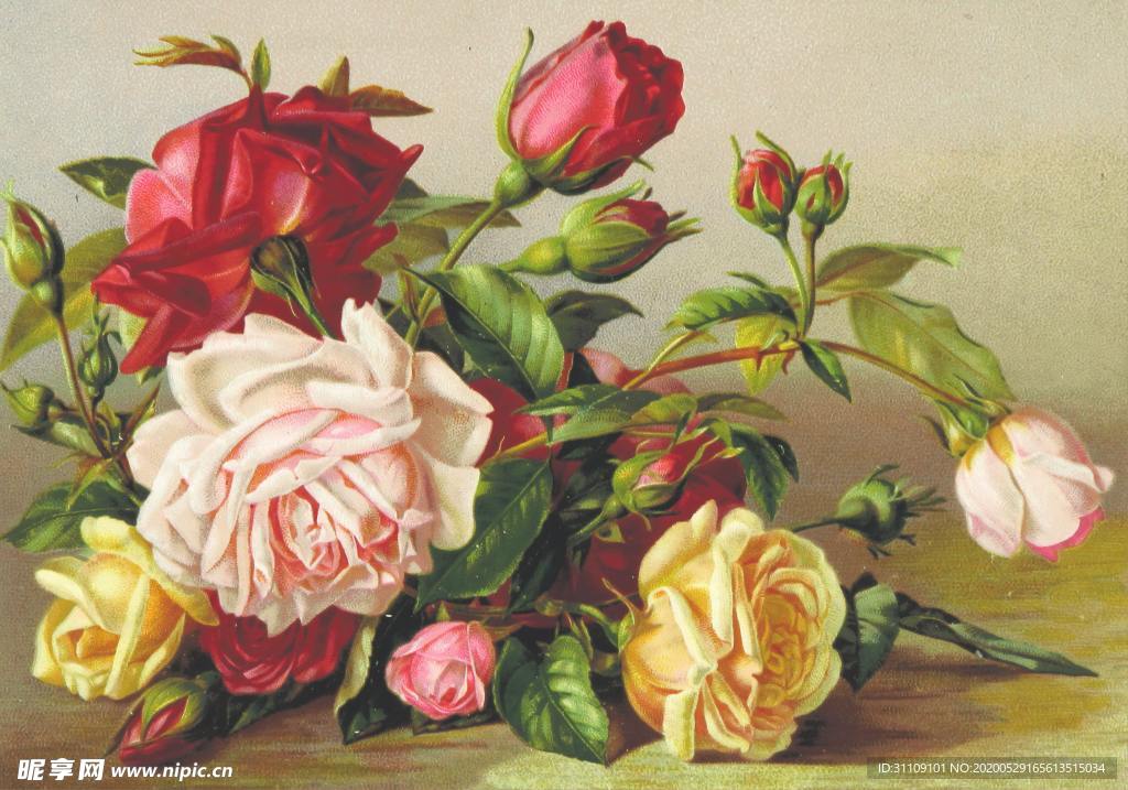 手绘插画红玫瑰与黄玫瑰