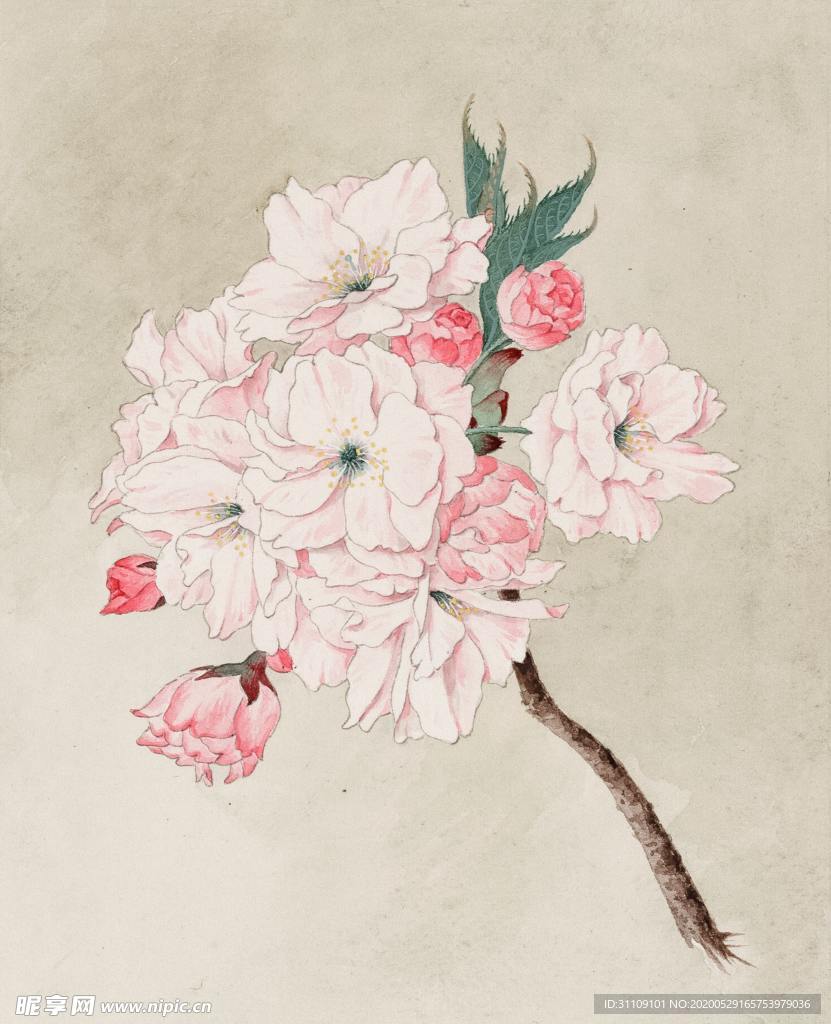 手绘插画粉色海棠花