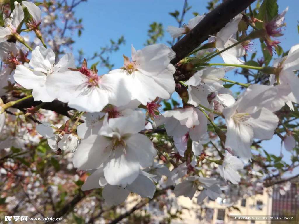 春意十足的桃花