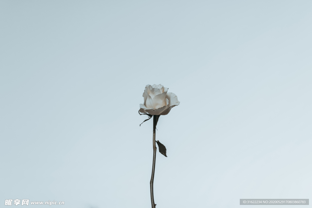 白玫瑰