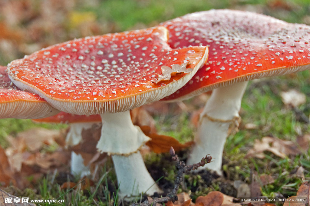 蘑菇菌类野生图片