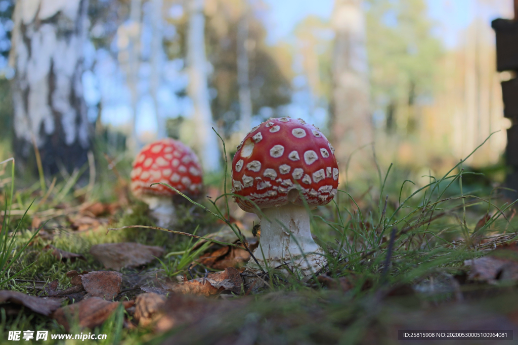蘑菇菌类野生图片