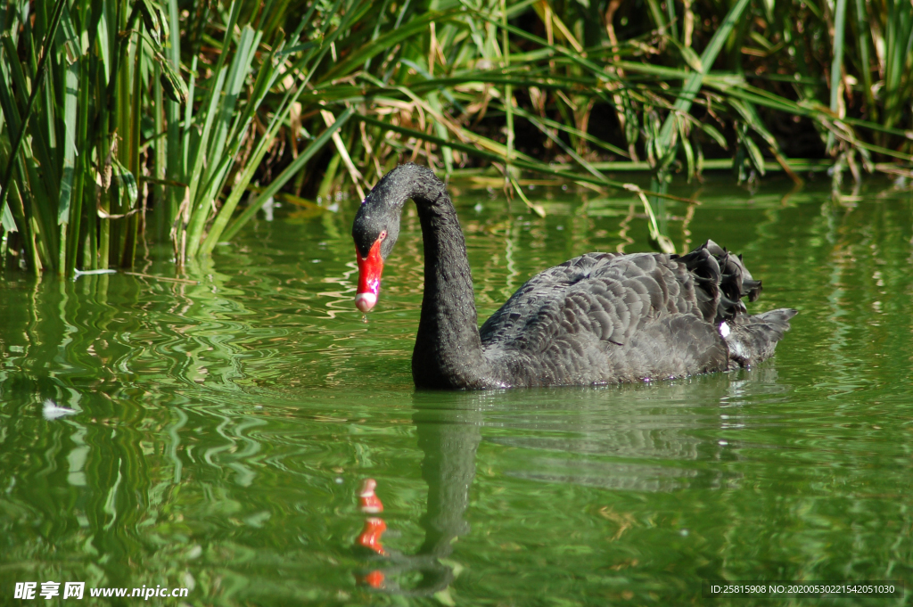 黑天鹅空山鸟语图片